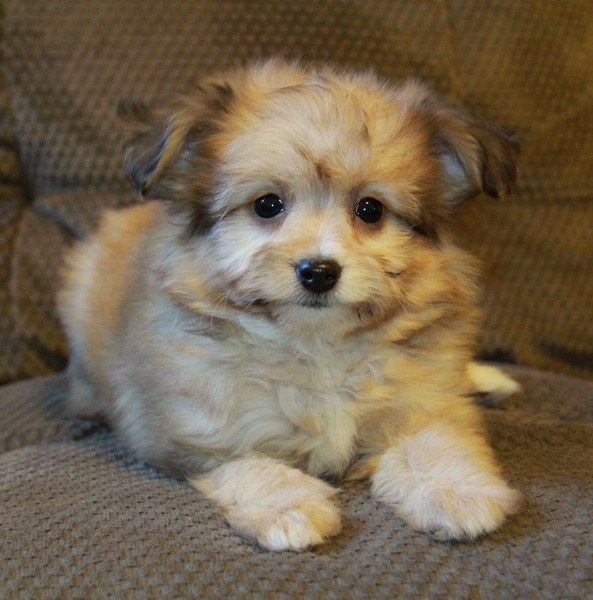 Stunning sable Pomeranian Poodle Puppies for Sale Dogs