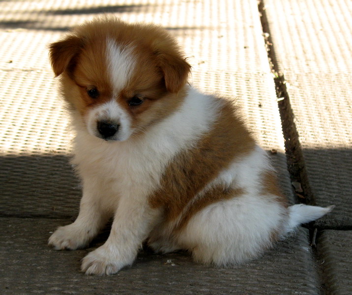 Pomeranian x shih tzu great colouring! Puppies for