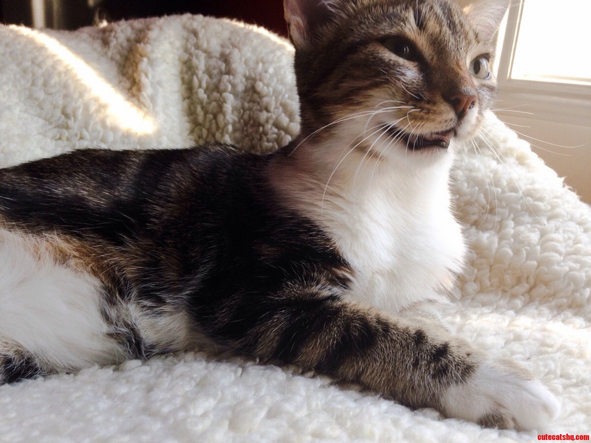 Cat Breathing With Mouth Open First Butt Sex