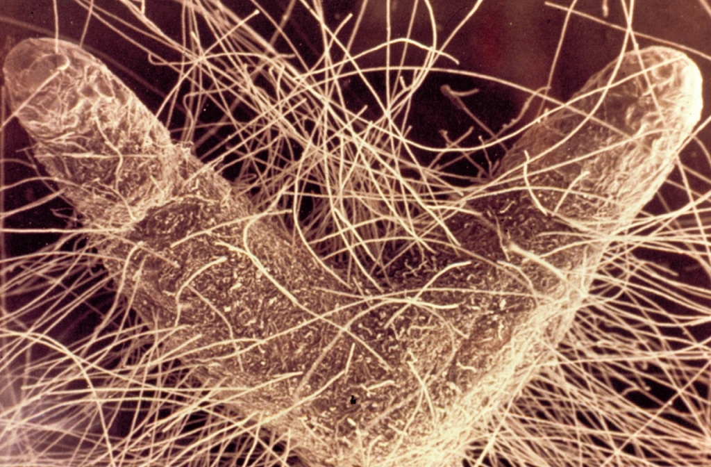 Mycorrhizal Science Mycorrhizae and Beneficial Microbes