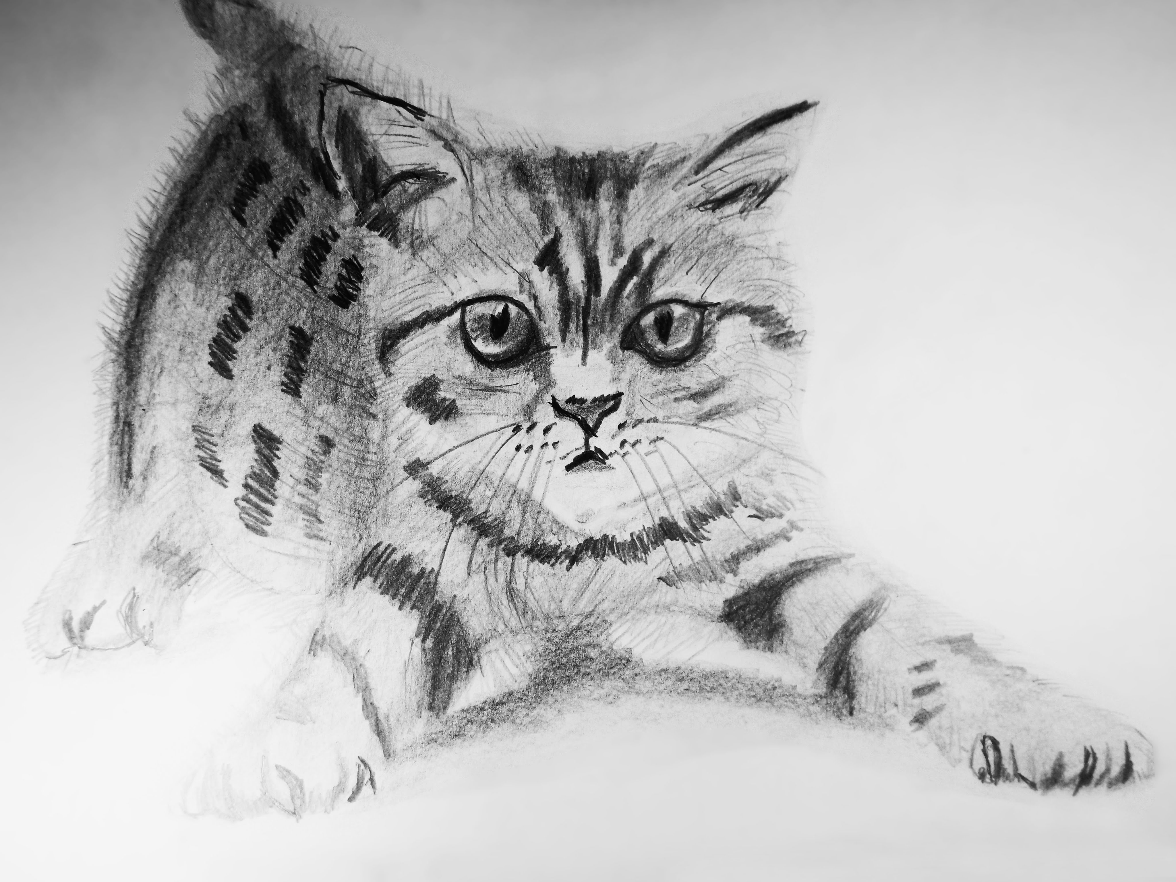 Ver más ideas sobre dibujos, dibujos a lápiz, pintura y dibujo. Cómo dibujar un gato a realista - Draw a Realistic Cat ...