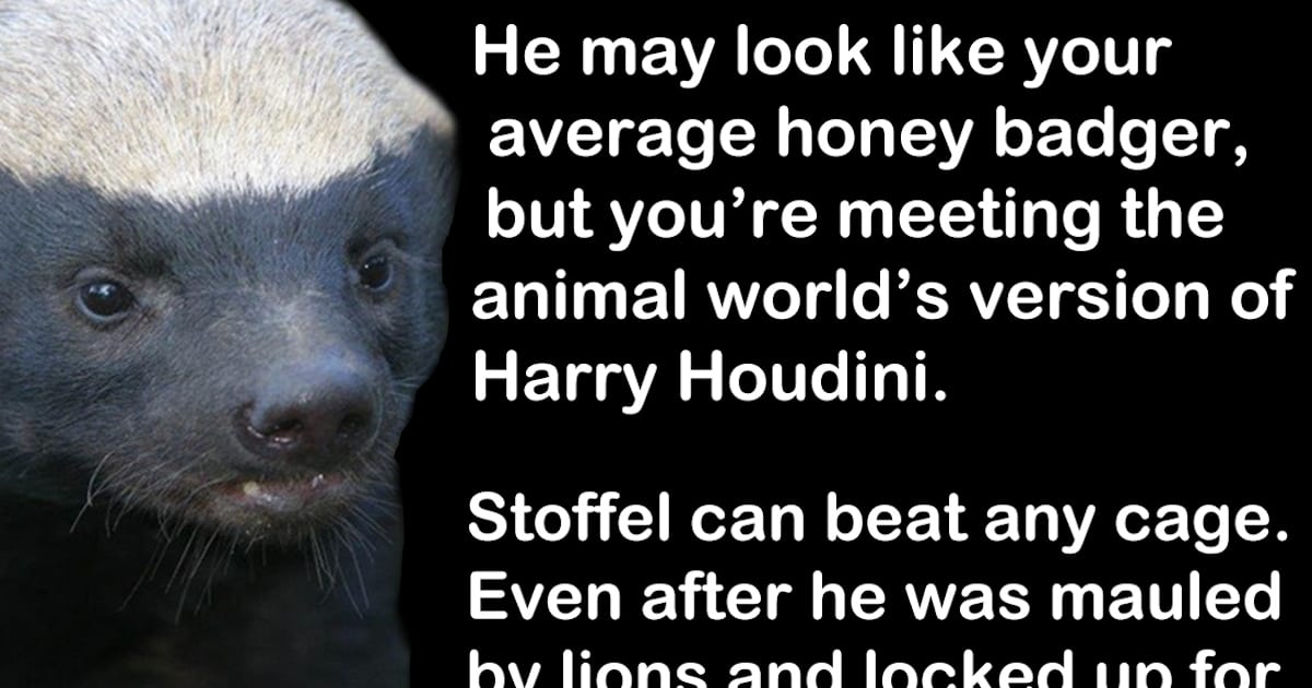 A Honey Badger Named Stoffel Is The Animal Kingdom's