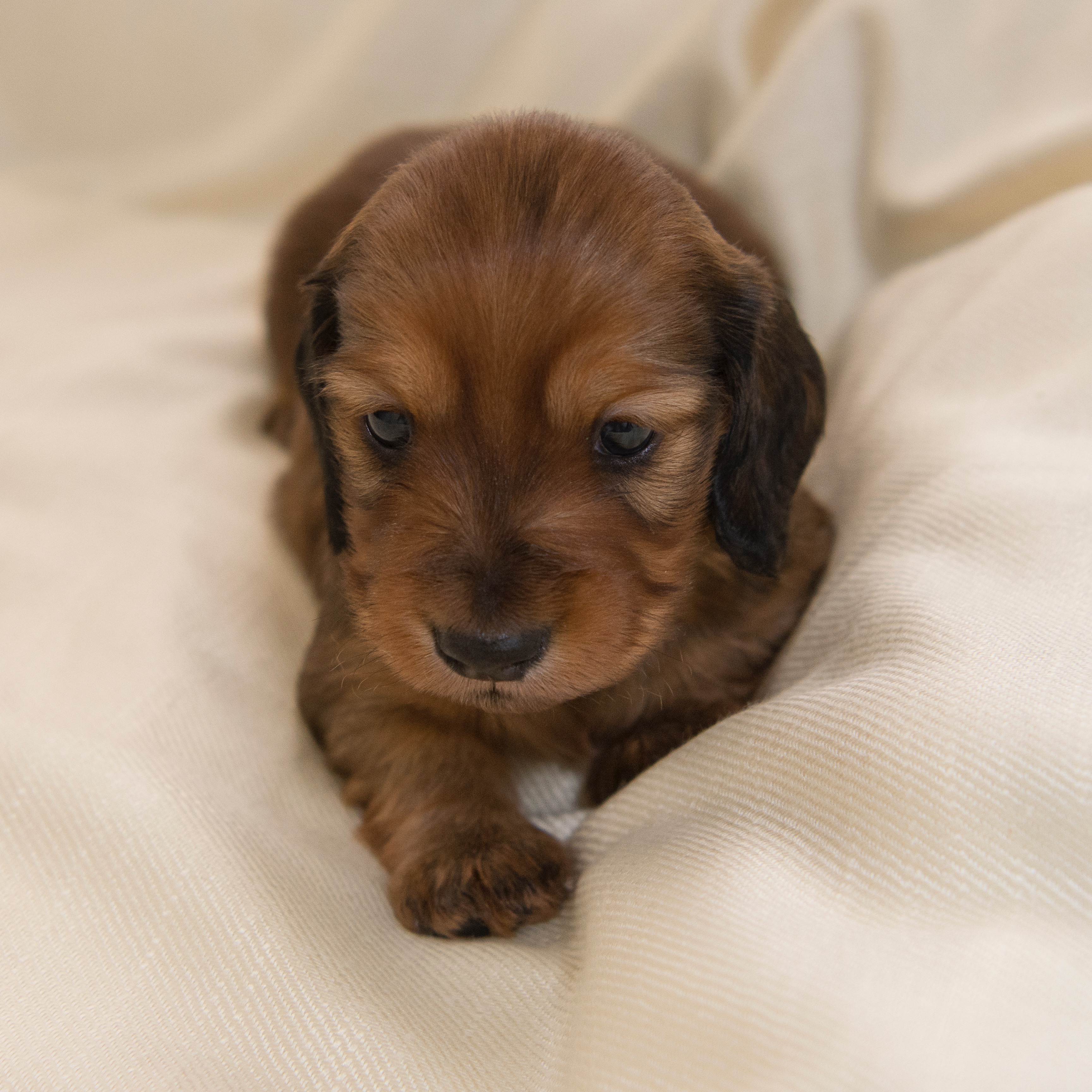 Miniature Long Haired Dachshund Puppies for Sale Dikerdachs