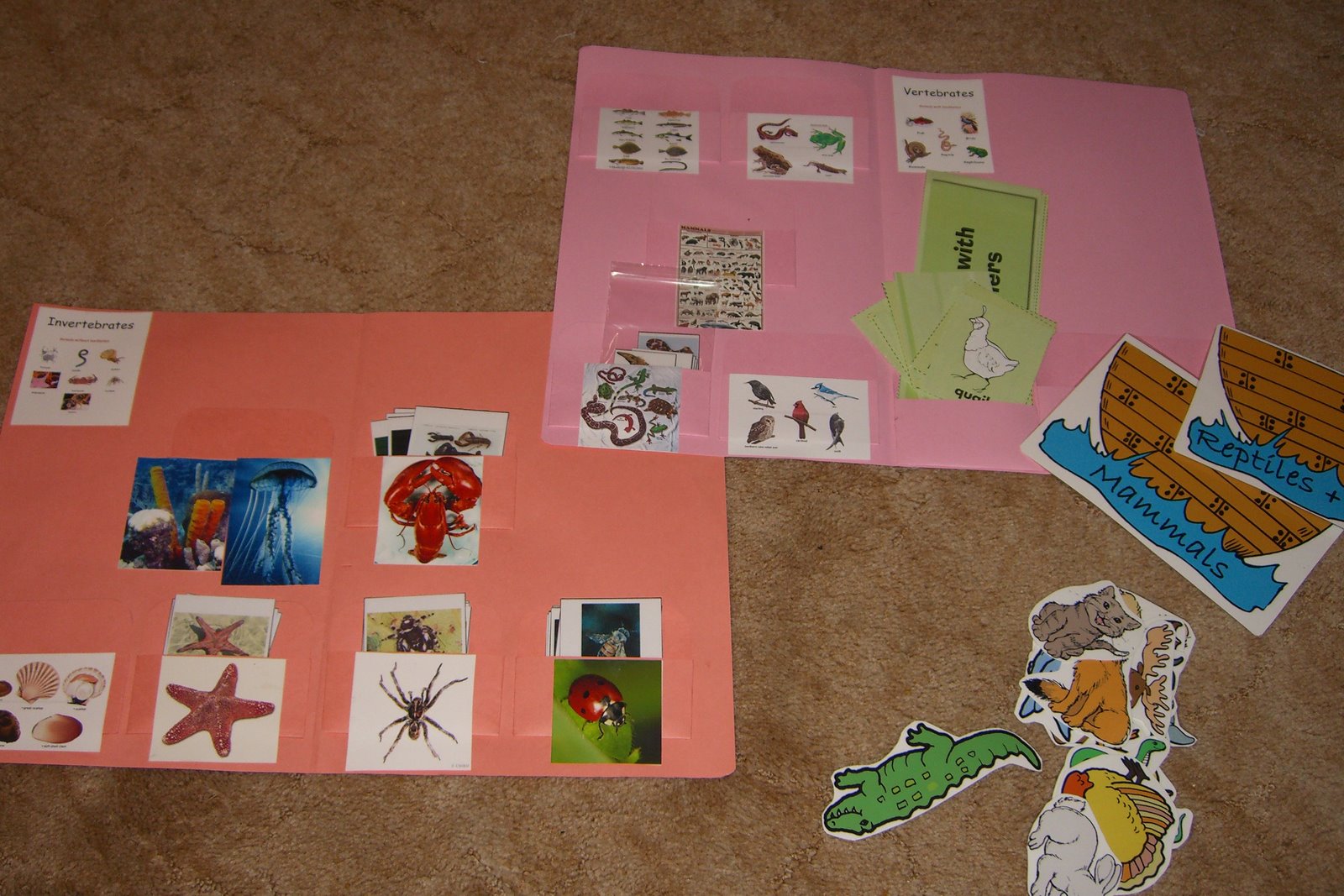 Dingoden Family Outback Yapper Vertebrates and Invertebrates sorting cards and activities