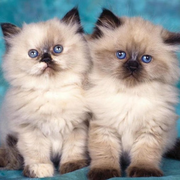 √ Cara Merawat Kucing Persia Yang Benar & Tepat
