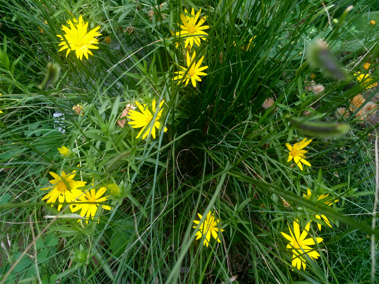 oklahoma native plants Eco Landscaping