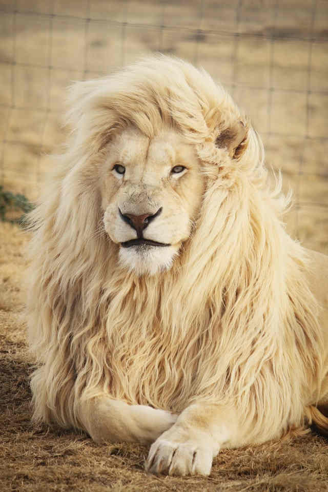 Weight of Lion How much do lions weigh? EmboraWild