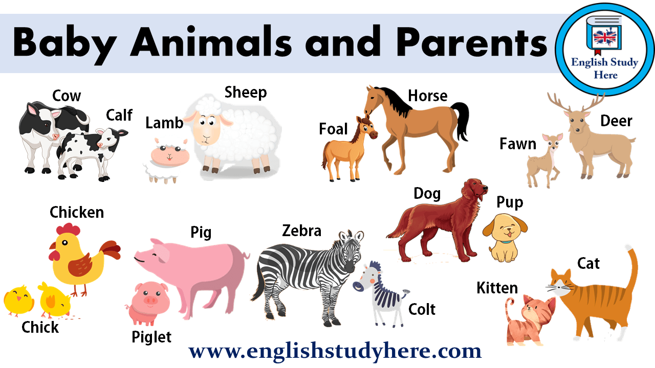 Baby Animals and Parents English Study Here