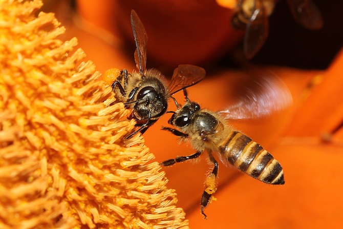 The Scary Truth About Commercial Honey (And How One Portland Producer