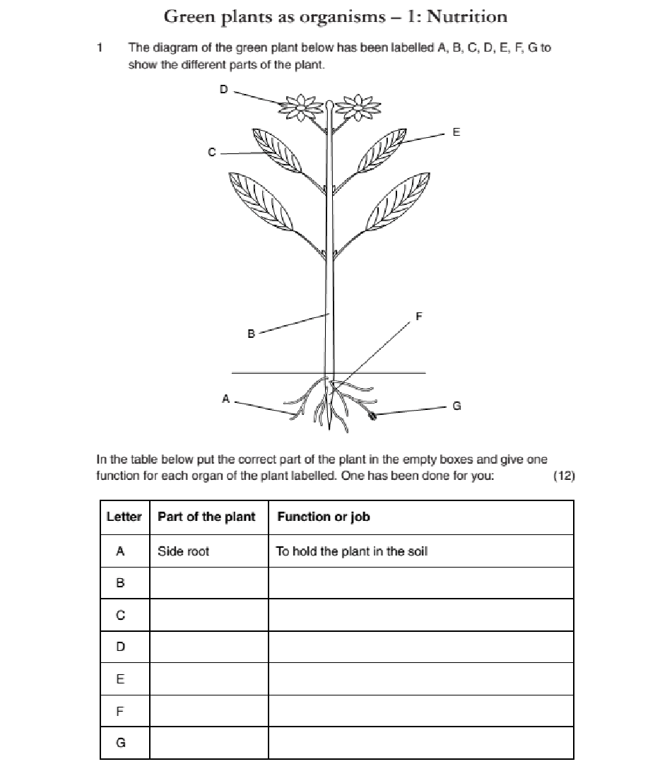 Photosynthesis worksheet