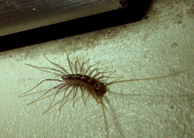 Baby house centipede 2 Flickr Photo Sharing!