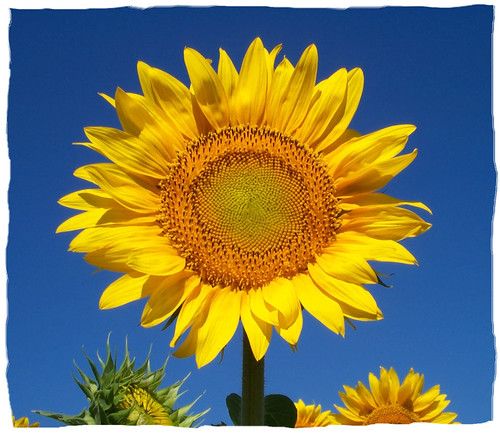 Aster family (Family Asteraceae) ·