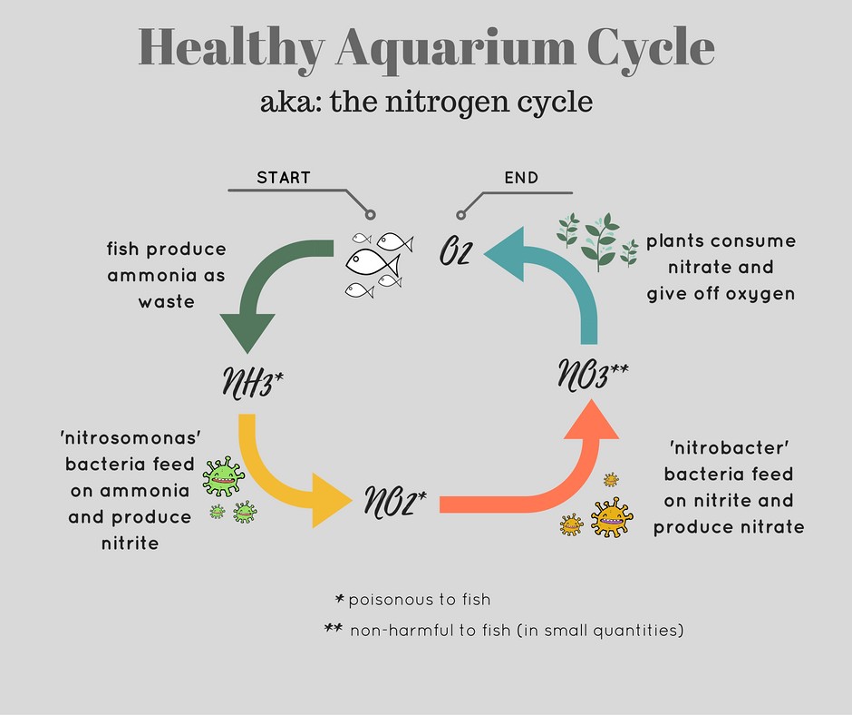 How to Fishless Cycle a New Aquarium SpecTanks