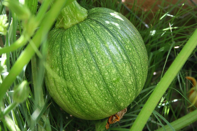 Baby Melon Flickr Photo Sharing!