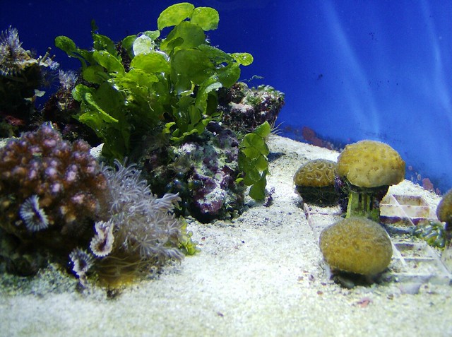 Underwater plant life Flickr Photo Sharing!