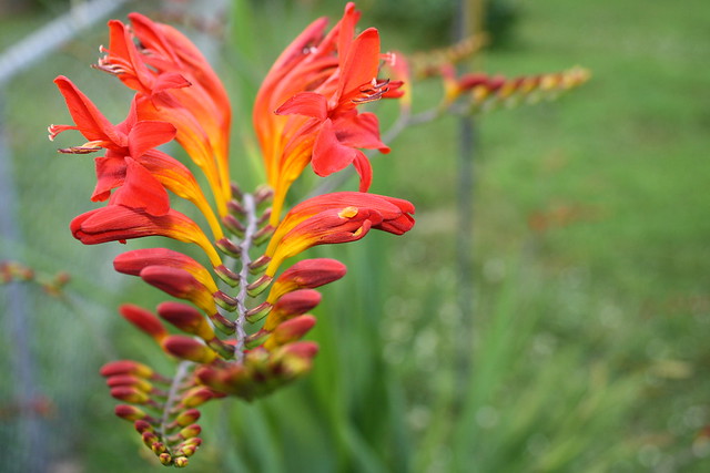 Lucifer's Tongue Blooms Flickr Photo Sharing!