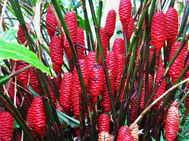 Awapuhi (Shampoo plant) Flickr Photo Sharing!