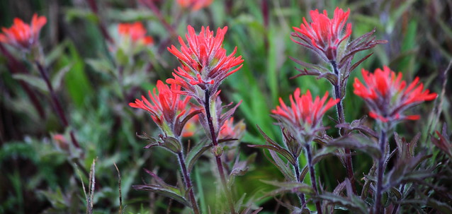 Flickr The Native Plants of Washington State Pool