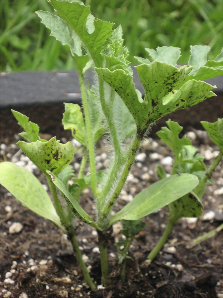 Watermelon and Cantaloupe growth