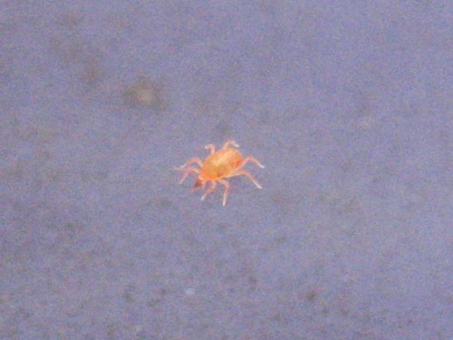 pics of ladybugs eating aphids