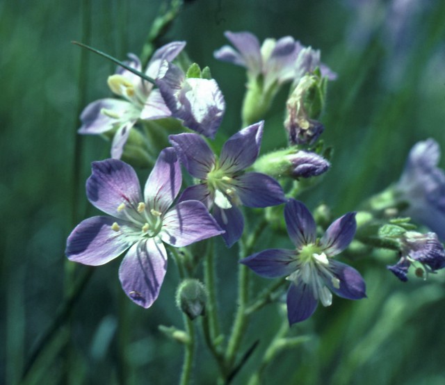 Native Plant Washington polemonium (Polemonium pectinatum