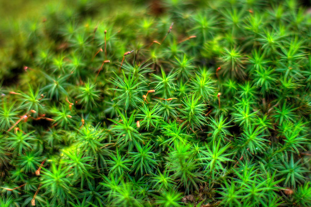 bryophytes plants Flickr Photo Sharing!