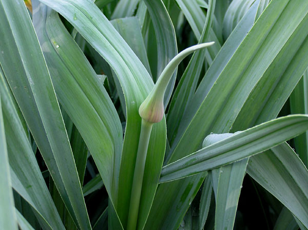 Elephant Garlic Scape Flickr Photo Sharing!