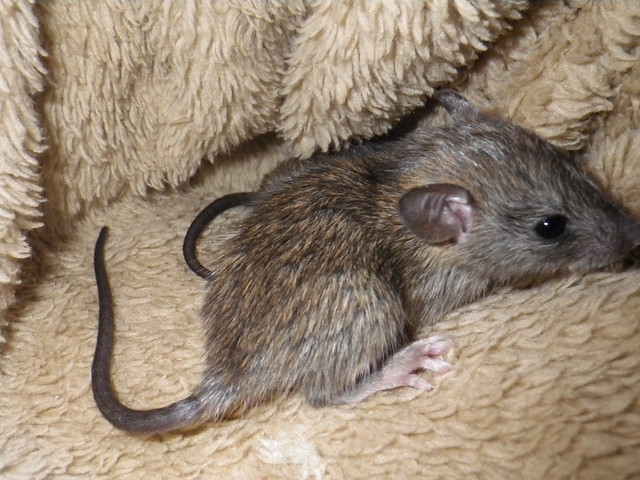 new baby rats 016 Flickr Photo Sharing!