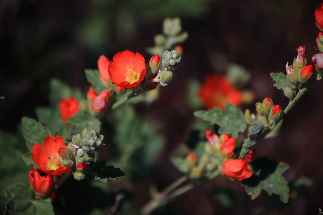 Flickr The Native Plants of Washington State Pool