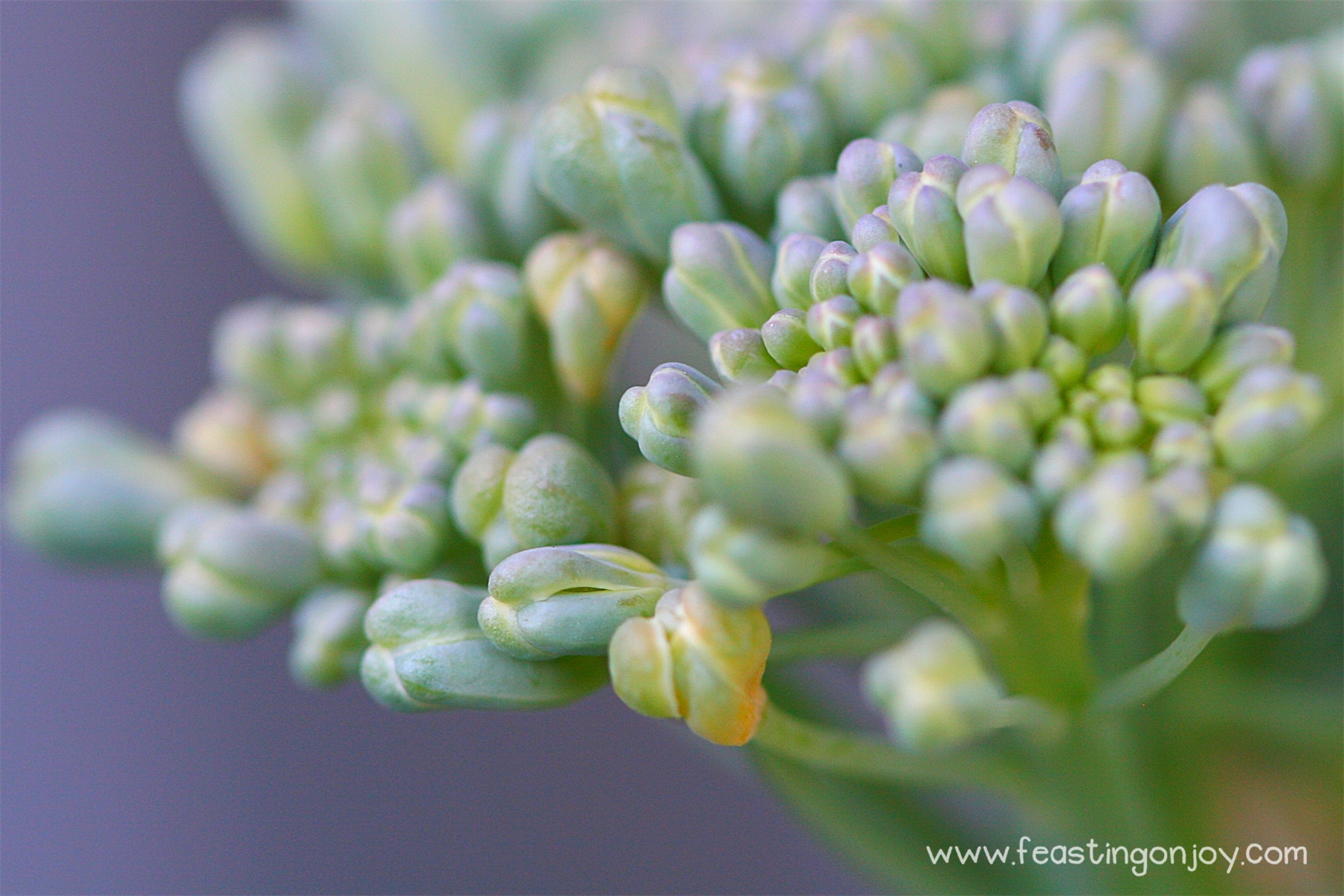 Steps For Planning Your Garden and What We're Planting