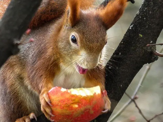 Squirrel Food So Much More Than Acorns