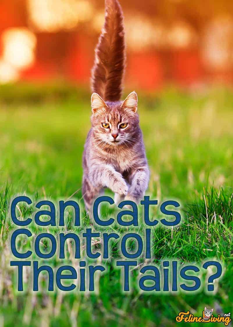 Can Cats Control Their Tails? 3 Best Tail Meanings Revealed!(07)