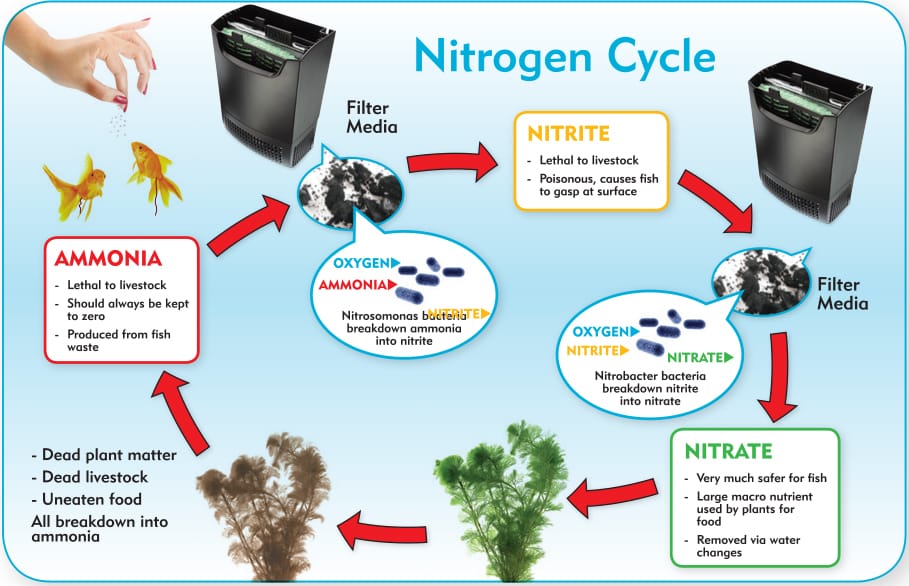 Aquarium Nitrogen Cycle (The Complete HowTo Guide)