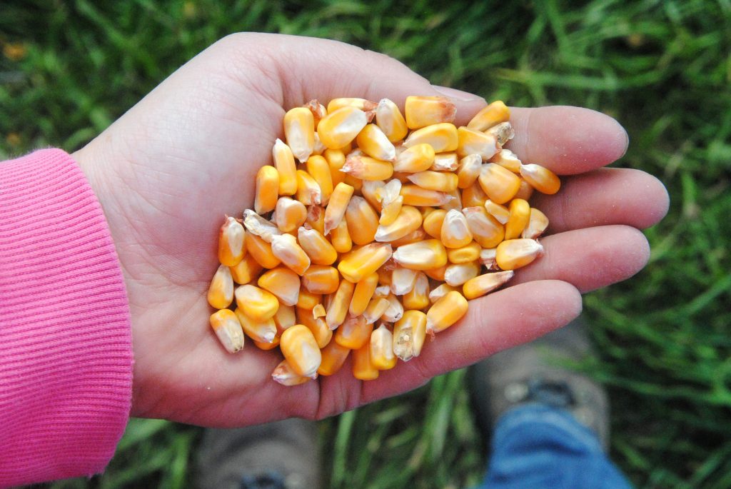 Top Secret Kettle Corn Food & Swine