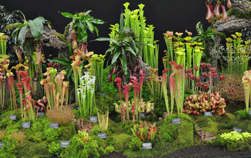 Carnivorous Plant Show at Tower Hill Botanic Garden Fun
