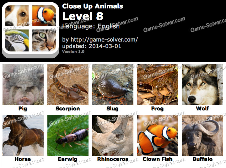 Close Up Animals Level 8 Game Solver