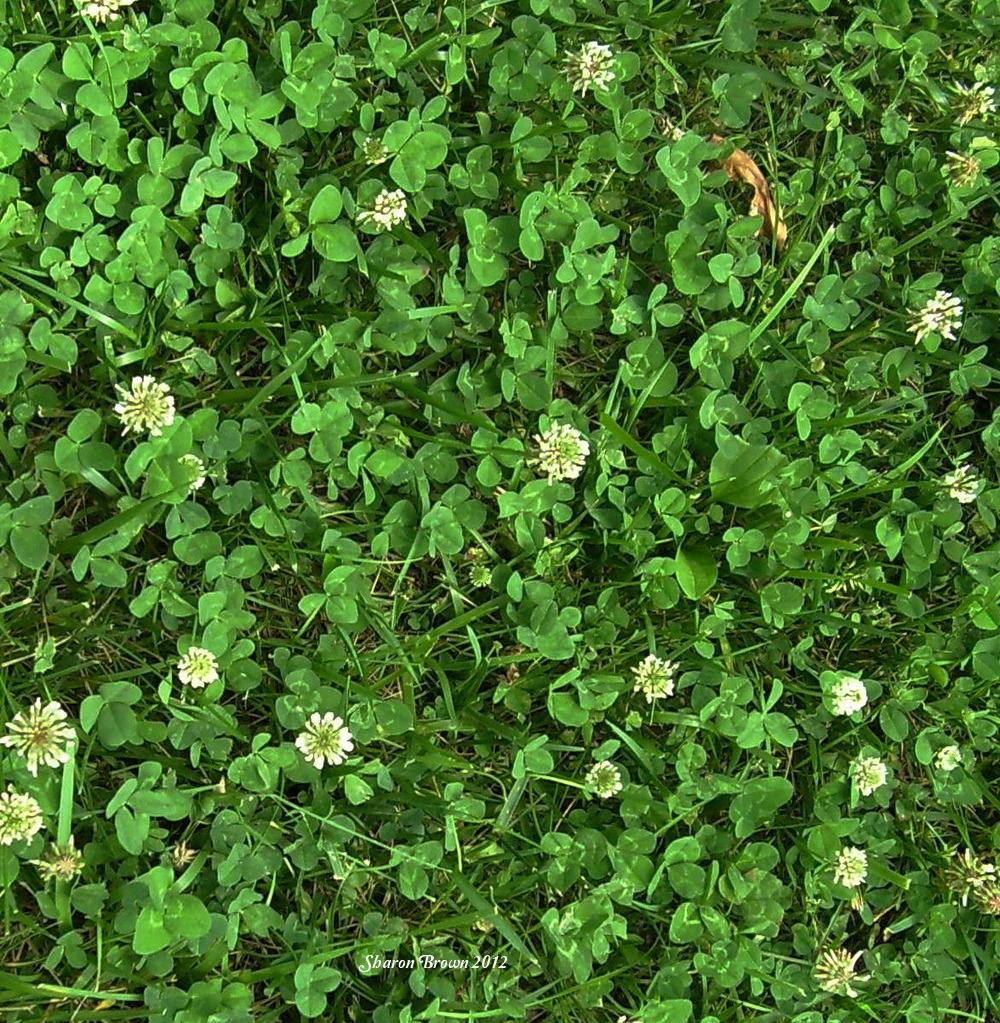 Let 'em Grow White Clover