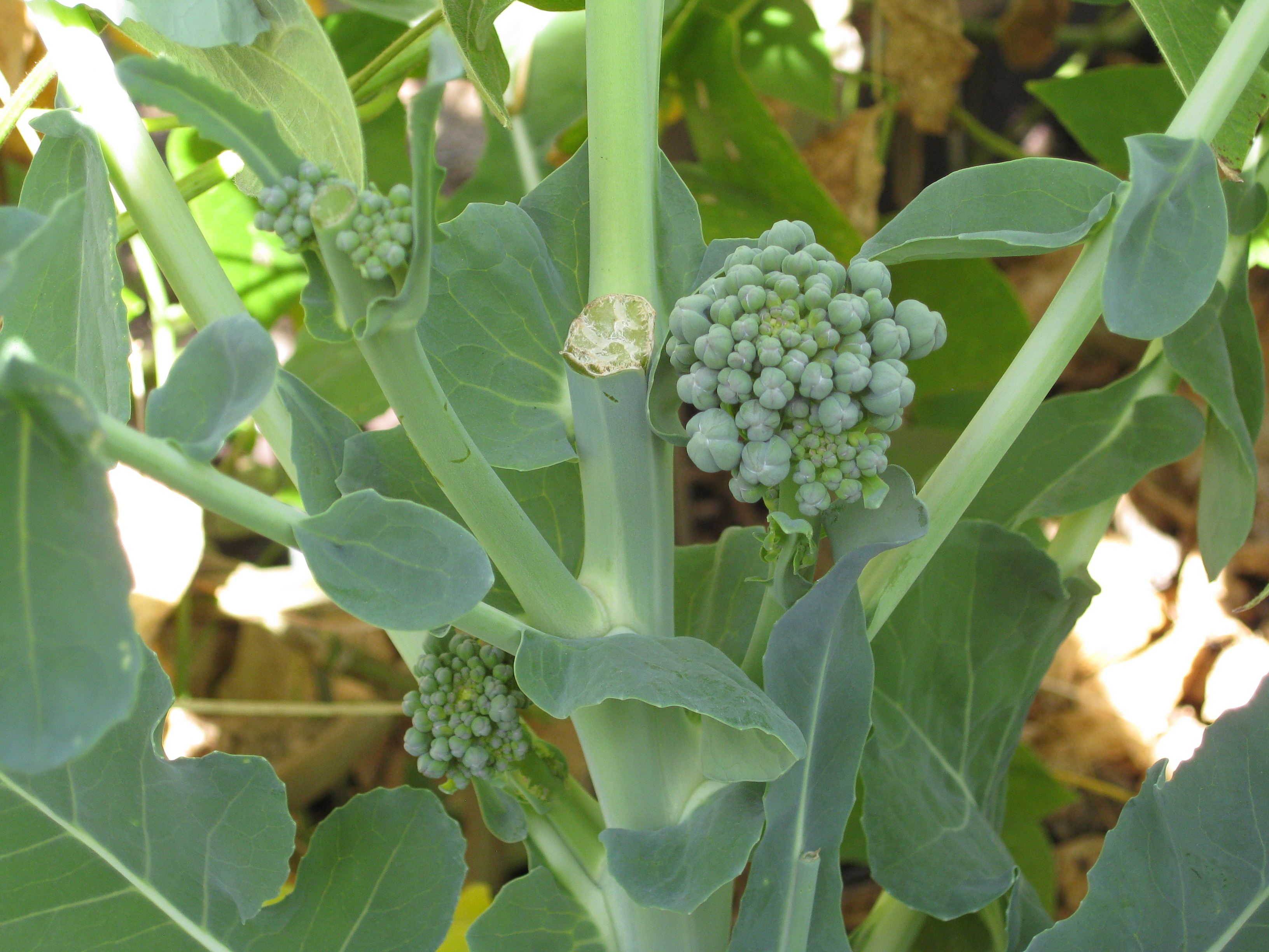 When to Harvest Broccoli? Gardenerd