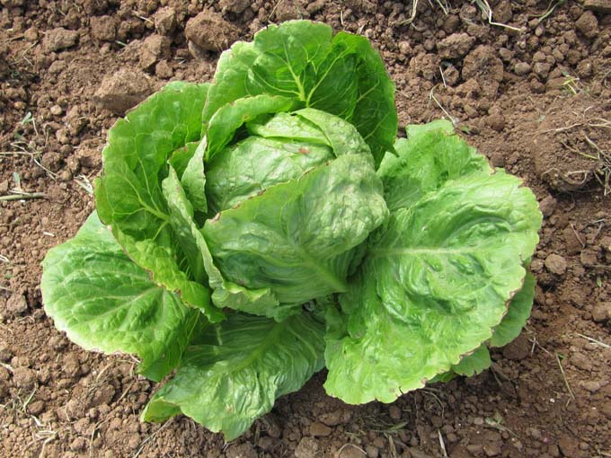 How to Grow Lettuce the Right Way Gardener's Path