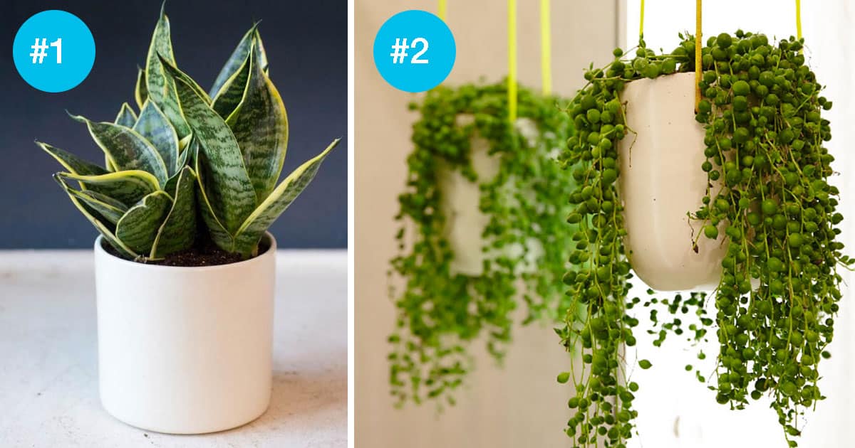 7 Hardtokill Houseplants For the Beginner Gardener