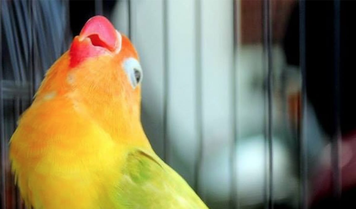 Cara Membuat Lovebird Ngekek Panjang Dijamin Konslet