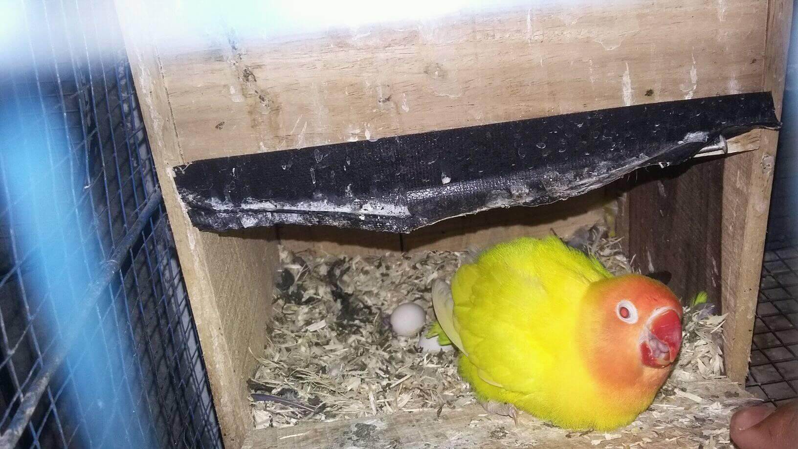 Cara Ternak Lovebird Biar Konslet