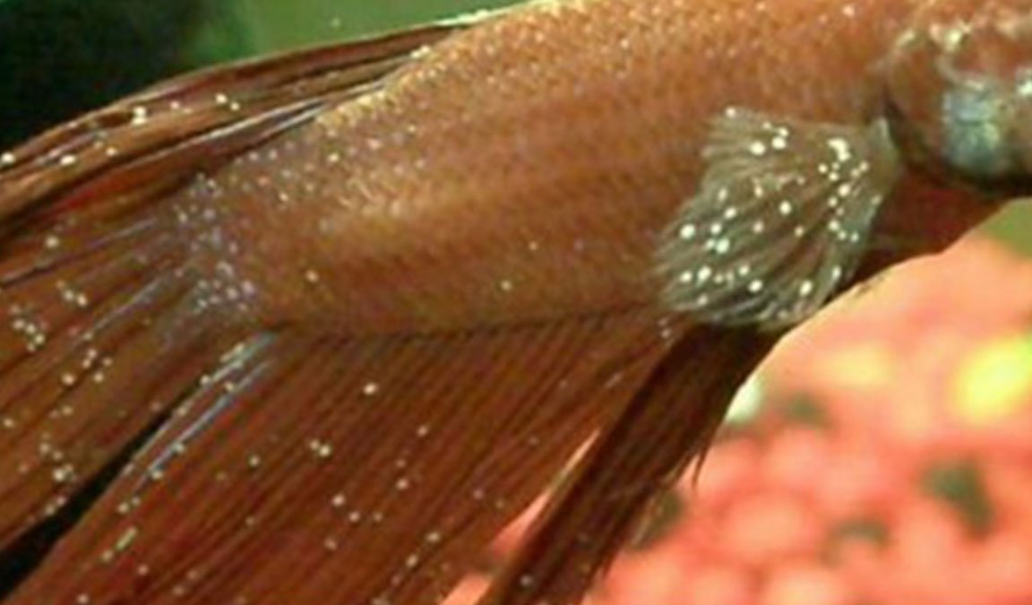 White Spot Pada Ikan Cupang Cara Mengobati Hingga Pencegahan