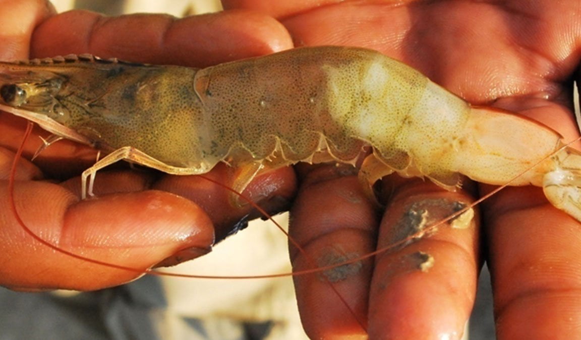 Penyakit Berak Putih Pada Udang Vaname Gejala Penyebab Cara Mengatasi