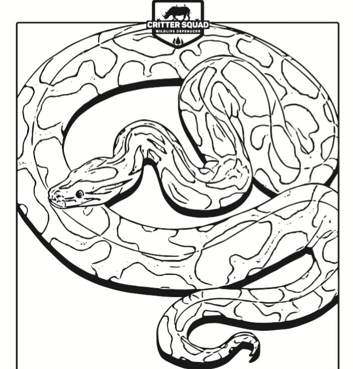 Burmese Python Coloring Page at Free printable colorings pages to print and color