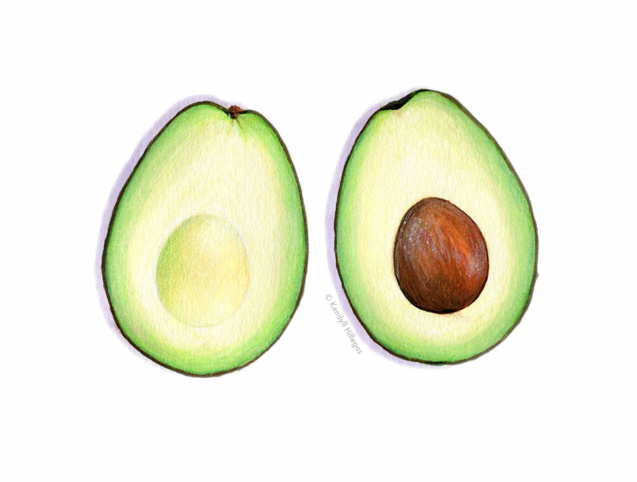 Avocado Drawing at GetDrawings Free download