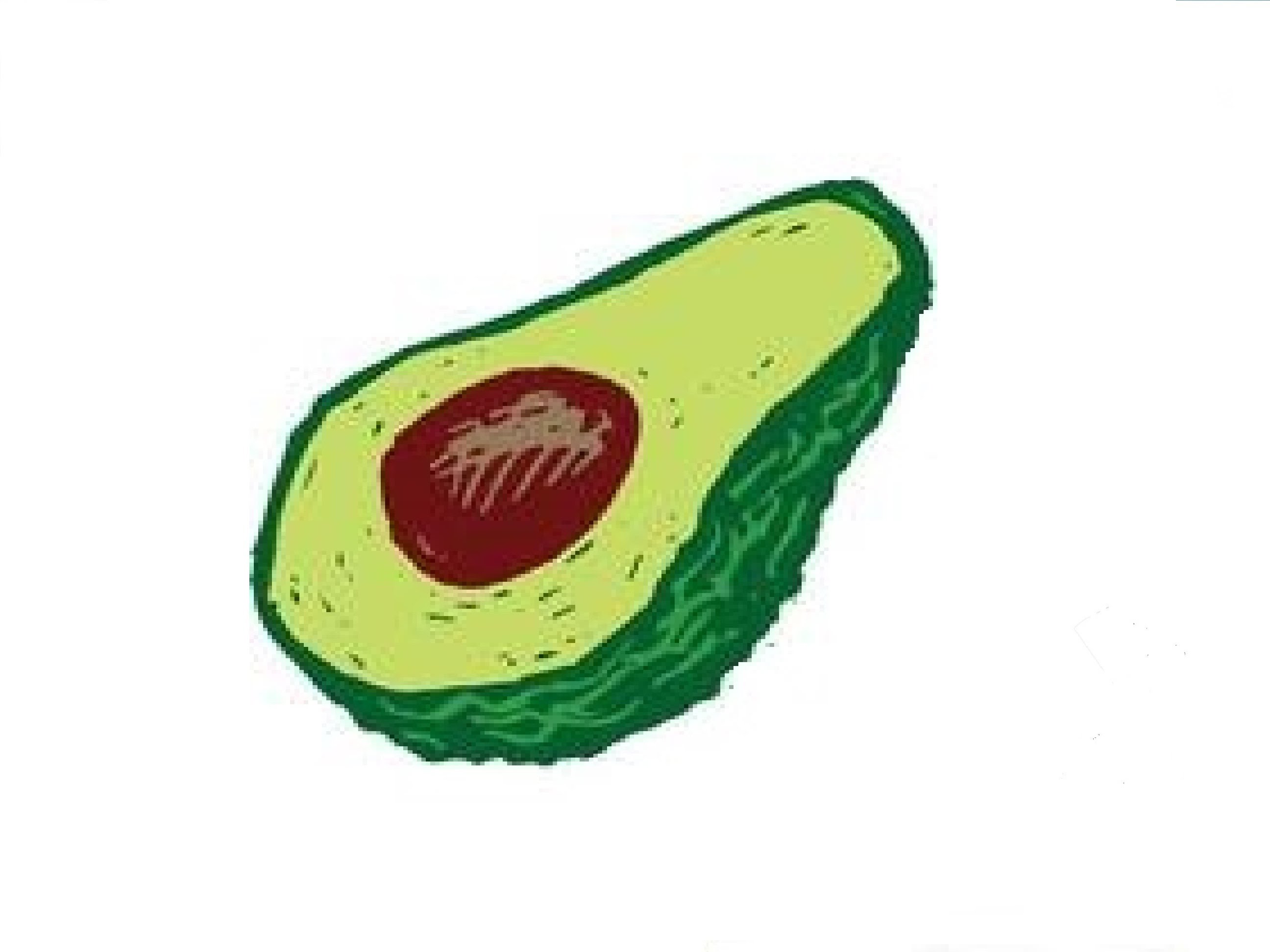 Avocado Drawing at GetDrawings Free download