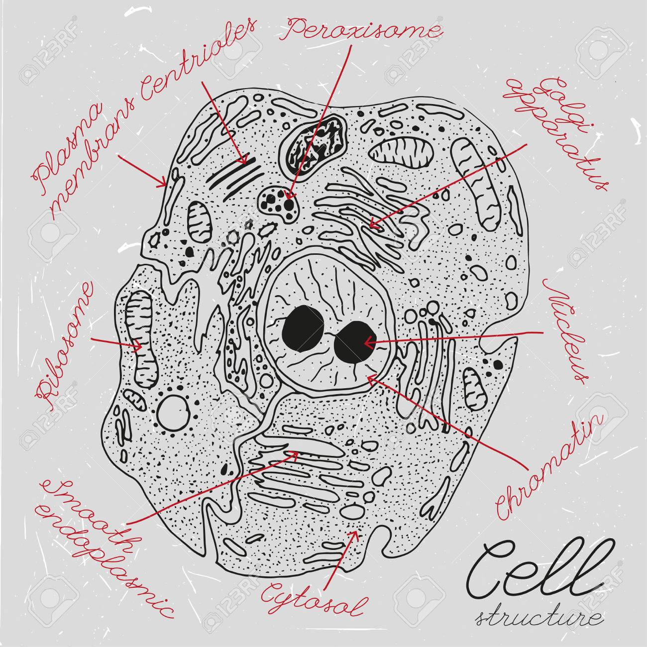 Cell Drawing at GetDrawings Free download