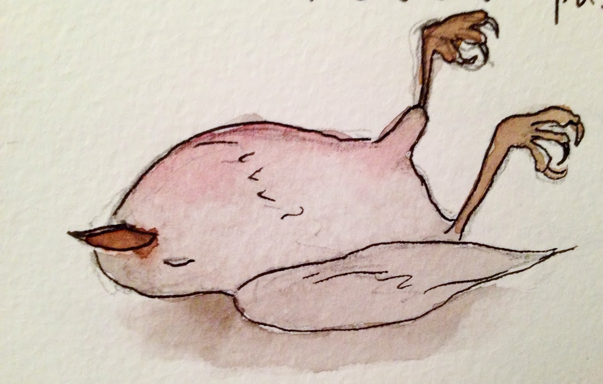 Dead Bird Drawing at GetDrawings Free download