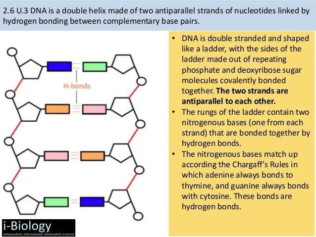 Dna Model Drawing at GetDrawings Free download